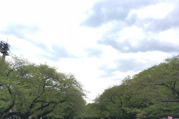 上野公園　桜並木