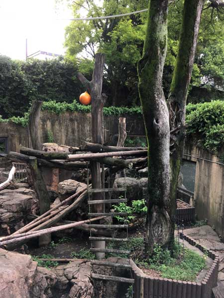 上野動物園　マレーグマ舎