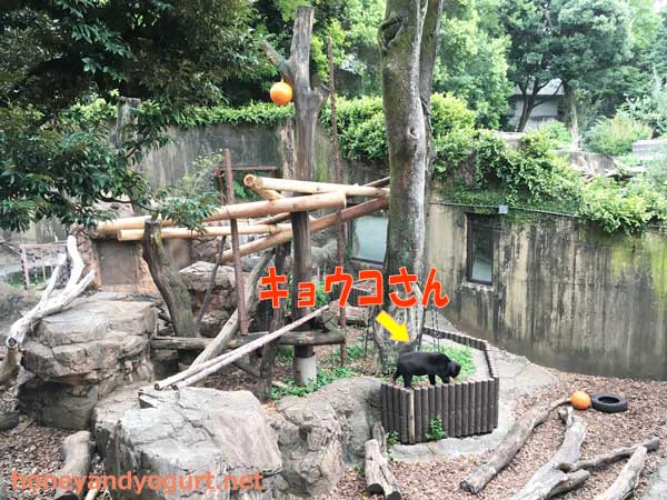 上野動物園　マレーグマ　キョウコ